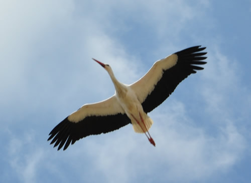 Trujillo: Storch